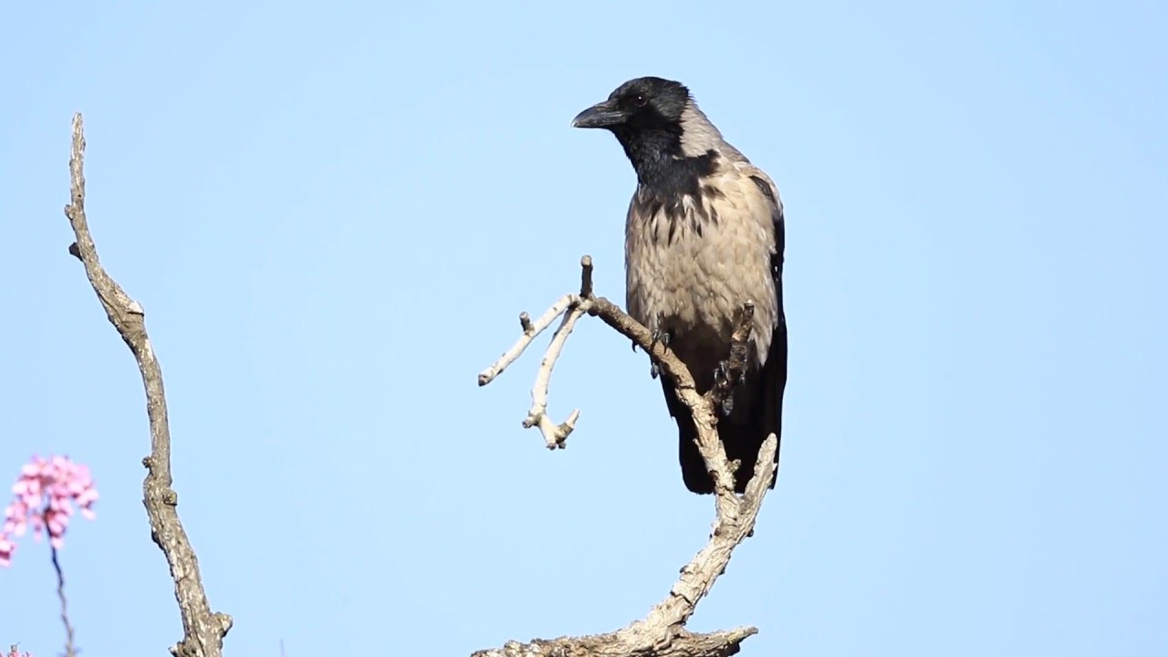 ♪鳥くん野鳥動画（Israel･ｲｽﾗｴﾙ）HootedCrowハイイロガラス - YouTube Nagaimasato/♪BirdKun