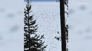 "Snow rollers" on the Aroostook River