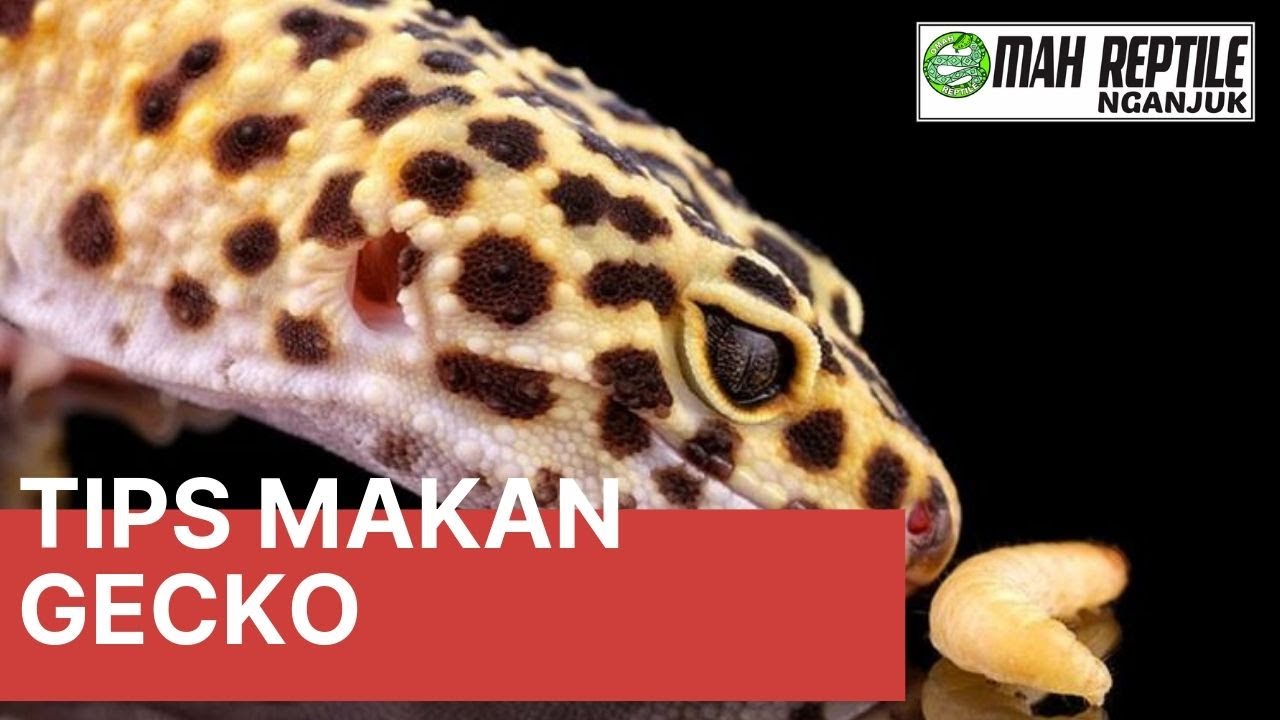 Tutorial cara memberi makan Leopard Gecko yang benar bagi pemula by