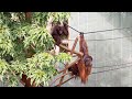 Our orangutans return to auckland