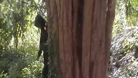 Morphing - Creative Media