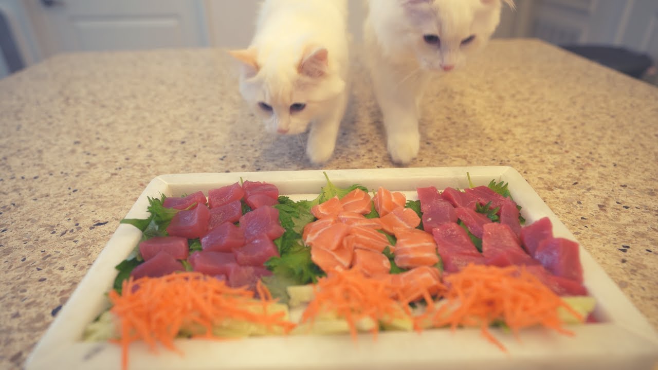 I Made Sashimi For My Cats | Fine Dining For Cats | The Cat Butler