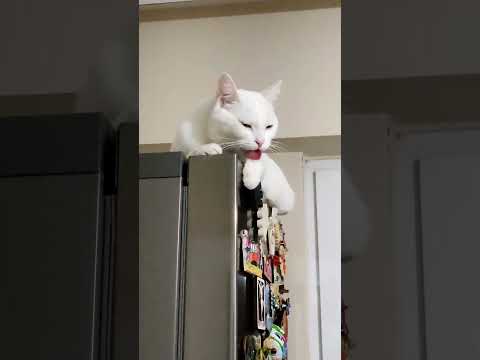 My cat Clara is waiting for her food on the refrigerator #shorts #cat #clara #kitty