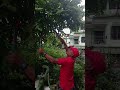 HARKA LAL RAJBANSHI #GARDENER #UAE
