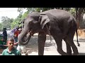 🔴Unbelievable moment wildlife elephant Sri Lanka in Asian animal rescue | Wild Elephant 19 Sept 2025