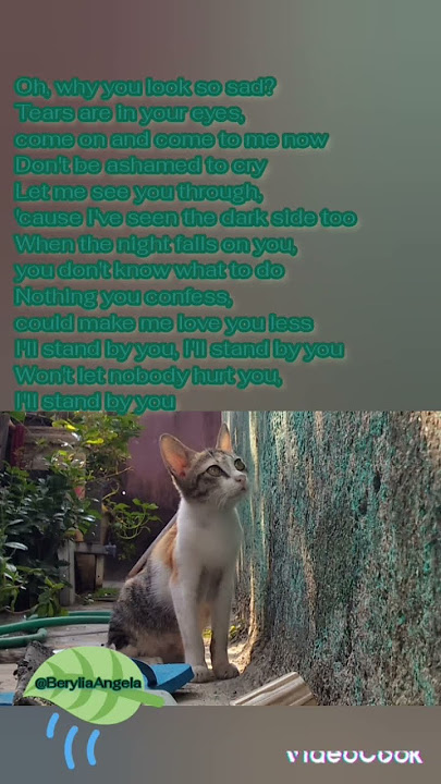 I'll Stand By You - The Pretenders #sadcat #sadsong #prettycat