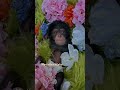Isn’t she lovely ❤️‼️ #chimp #chimpanzee #ape #baby