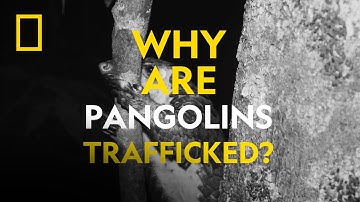 Find Out Why Pangolins Are Trafficked With National Geographic Explorer Charles Emogor