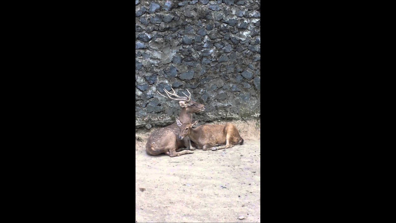Timor Deer calling YouTube