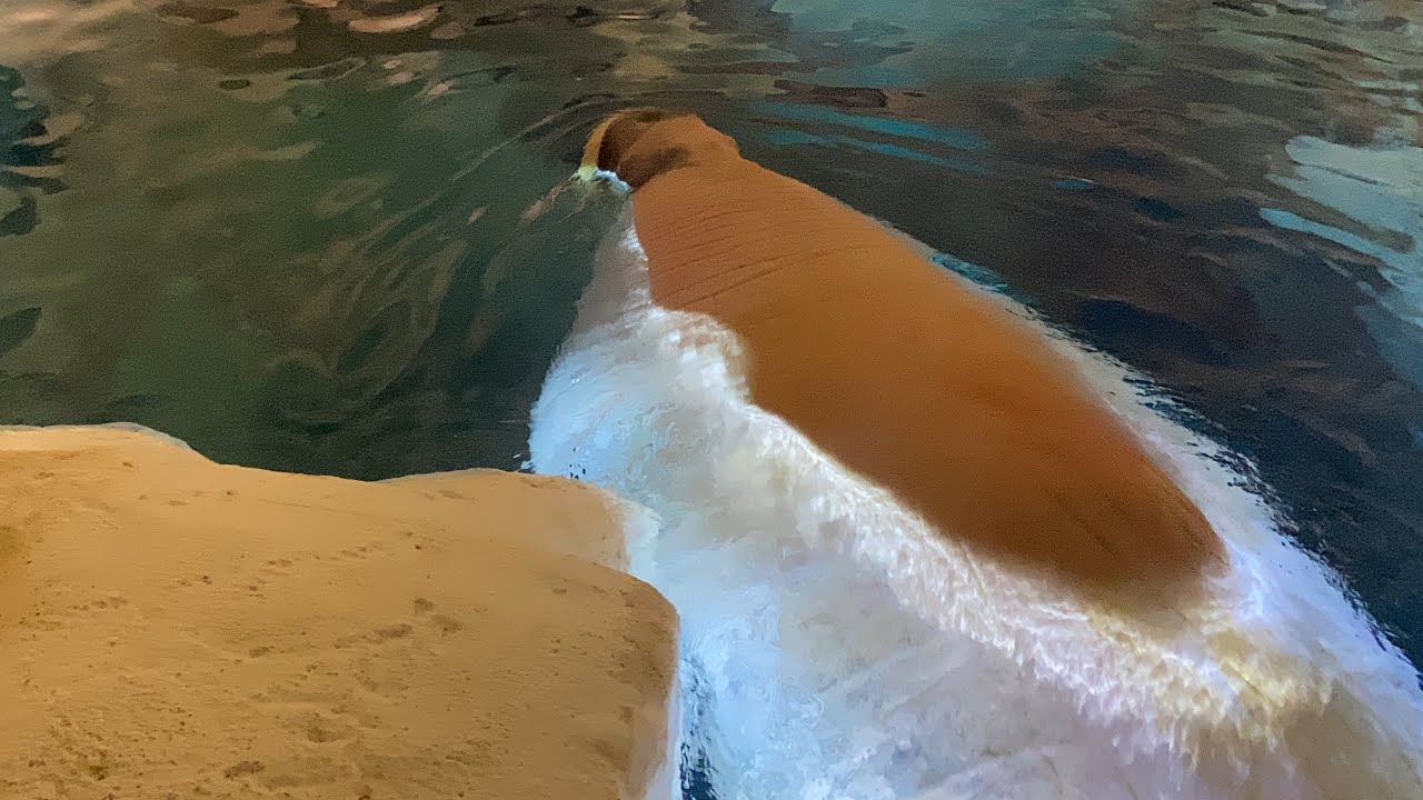 Walrus Encounter Inside Wild Arctic at SeaWorld Orlando