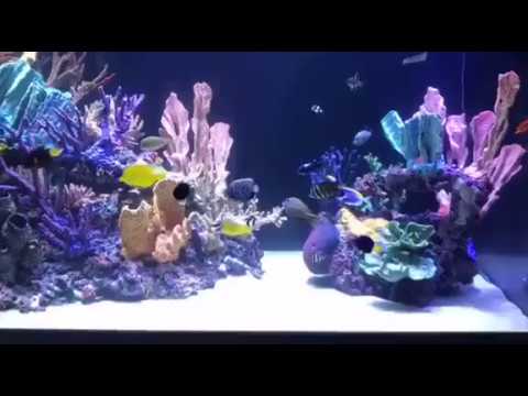 Insert Reef 640 Gallon with Artificial Reef Insert - YouTube