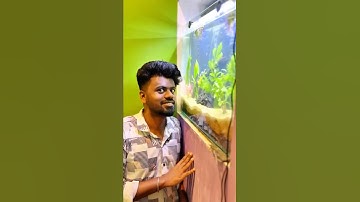 😱🐠 Finally  ரெடி பண்ணியாச்சு | setup new natural fish tank| Balasvoyage