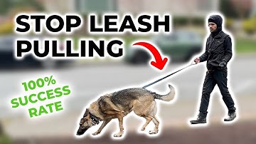 How to STOP LEASH PULLING in 15 Minutes