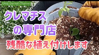 クレマチス苗　入手困難 ポットごと速達発送 クレマチス苗 入手困難 ポットごと速達発送