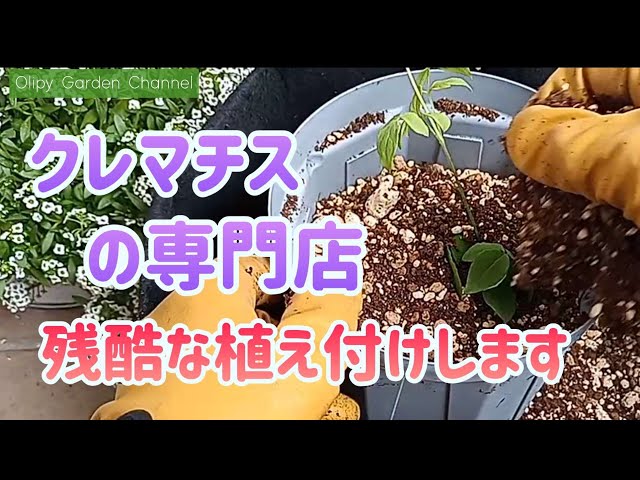 クレマチス苗　入手困難 ポットごと速達発送 クレマチス苗 入手困難 ポットごと速達発送 - メルカリ