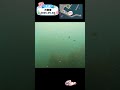 知育動画で楽しく学ぶ【水中映像】今日は魚いるかな？🐟 大磯港の海の中🌊2026年5月