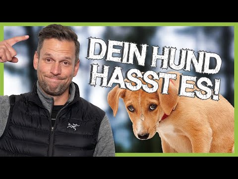 Video: Verstehen, wie die Zähne Ihres Hundes klappern