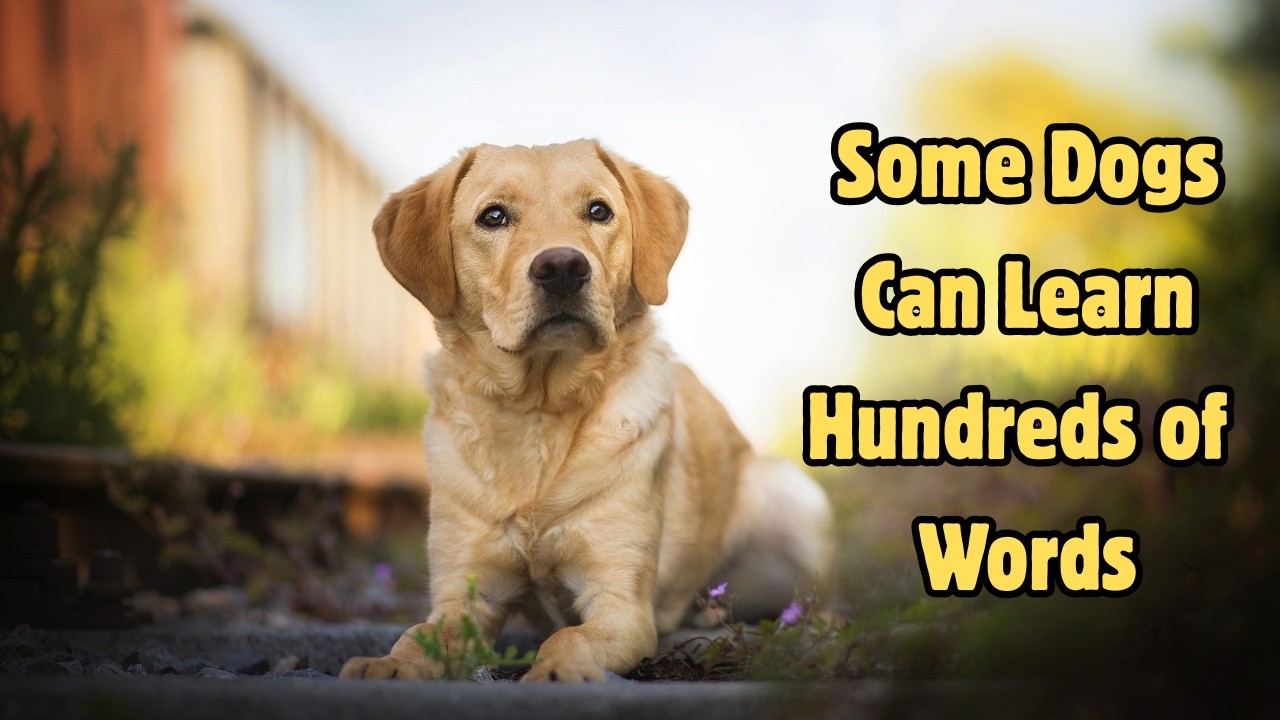 7 Strange Dog Features You Didn’t Know 🐶