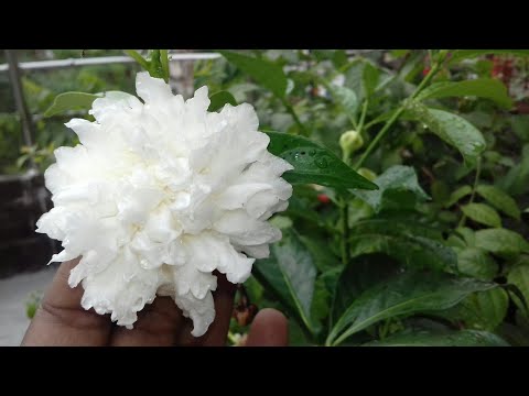 Video: Crepe Jasmine Care - Sådan dyrkes Crepe Jasmine Planter