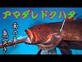 海外：南の島で魚突き【完】
