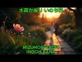 いのち花 - 水森かおり|Mizumori Kaori - Inochi Bana