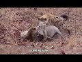 Two Predators, One Tragic Ending #Wildlife #Animals #Nature