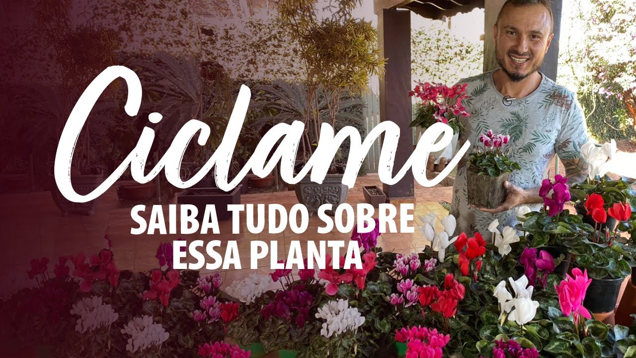 Como CUIDAR do CICLAME Como CUIDAR do CICLAME