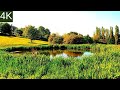 Pond in the park summertime ambience