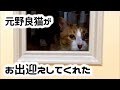 【ワイ歓喜】元野良猫さんがお留守番からのお出迎えをしてくれました