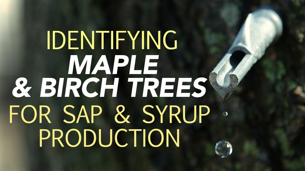 Sap To Syrup Conversion Chart