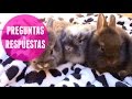 Bebés de conejo - PREGUNTAS FRECUENTES