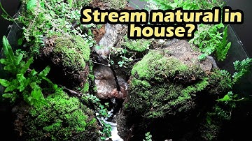 How to set up paludarium stream in house - Bể bán cạn với suối tự nhiên như thật