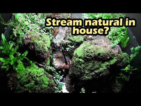 Video How to set up paludarium stream in house - Bể bán cạn... - youtube
