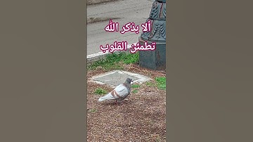 سورة الإخلاص#دعاء_مستجاب #دعاء #اكسبلور #صلوا_على_النبي#س #سورة_الإخلاص #الرحمن