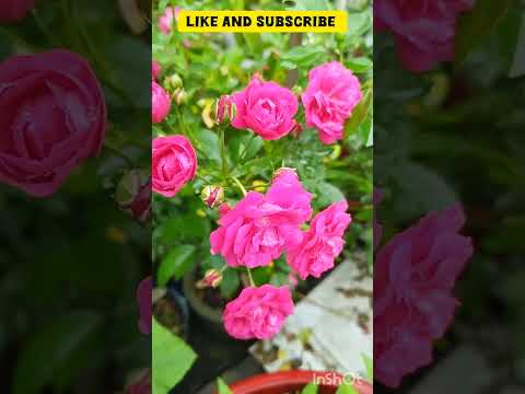 beautiful pink button rose in my garden#mydreamgarden #gardeningideas #viralshort