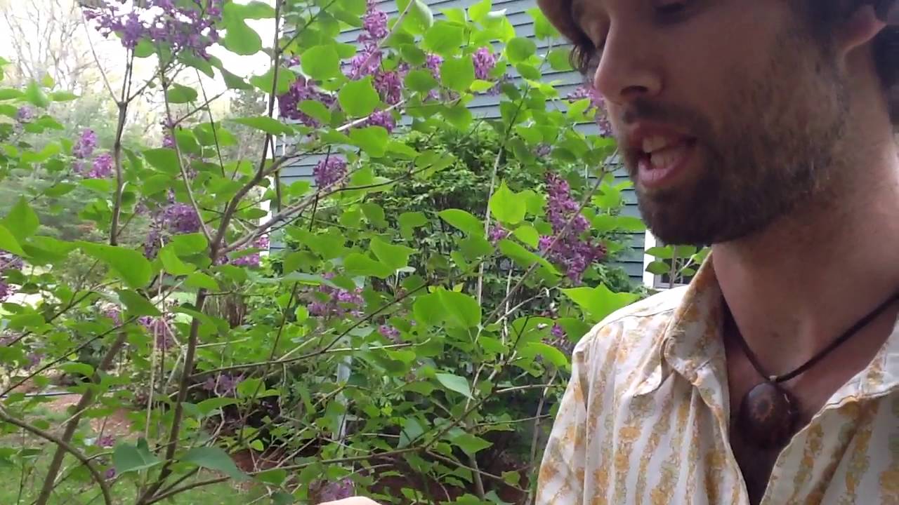 Lilac Flowers- Delicious and Nourishing Food