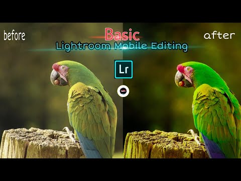 Colorful image in Lightroom! basic editing tutorial on mobile! Natural colour look! bird photo edit
