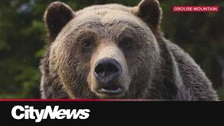 Grouse Mountain grizzly ‘Grinder’ passed away