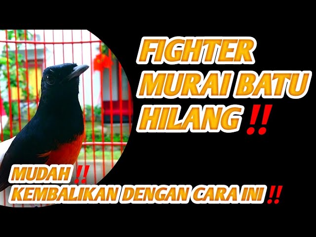 FIGHTER MURAI BATU HILANG‼️CARA MENGEMBALIKAN FIGHTER MURAI BATU class=