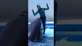 シャチの歌声♪歌「ララ」指揮「お茶目なトレーナー」 #Shorts #鴨川シーワールド #シャチ #Kamogawaseaworld #Orca #Killerwhale