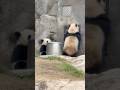 JiaJia: Nanny is calling, let’s go!🐼😋 #panda #shorts #cute #funny #fun #love #yummy #animals
