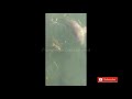 &quot;Dugongs and turtles swim together to find food&quot; #fish #dugong