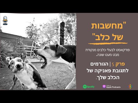 וִידֵאוֹ: מוכנים לחיית מחמד? 4 הטיפים המובילים לבחירת הכלב המושלם