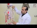 أعراض إنحراف الفقرات الصدرية