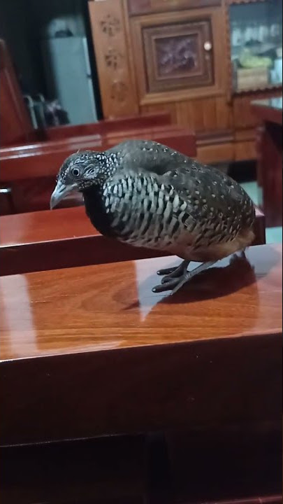 Chim cút rừng mồi căng lửa