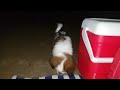 Remembering BRUNO 3 monts FIRST TIME AT THE BEACH 20200125