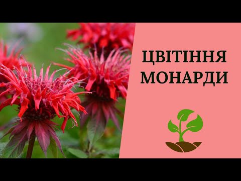 Монарда двійчаста насіння  0,05 гр (прибл. 100 шт) (Monarda didyma) багаторічна м'ята бергамот червона рута морозостійка, видео 1