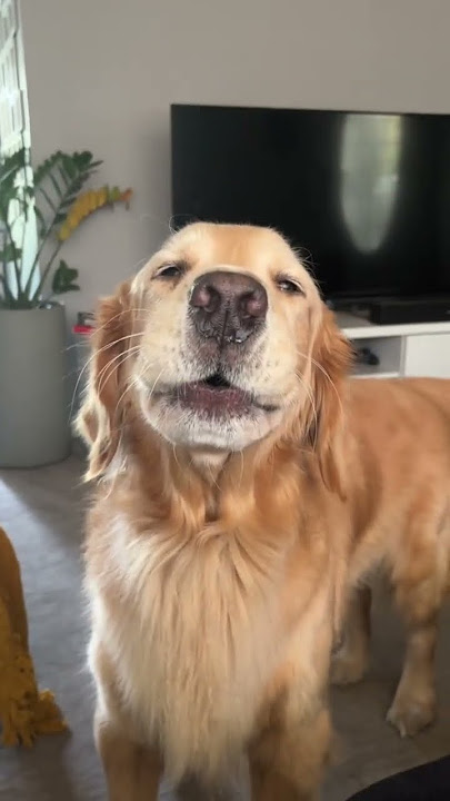 Top 3 dogs that smile like humans #chihuahuafanclub #3dogs #animallife