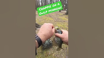 BLACK CRAPPIE ON A GULP MINNOW!