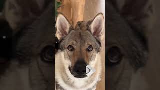 Owl peaks behind dog || Viral Video UK